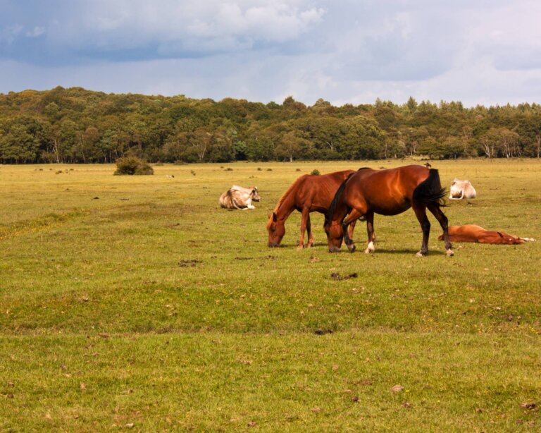 New Forest ponies roaming in Brockenhurst