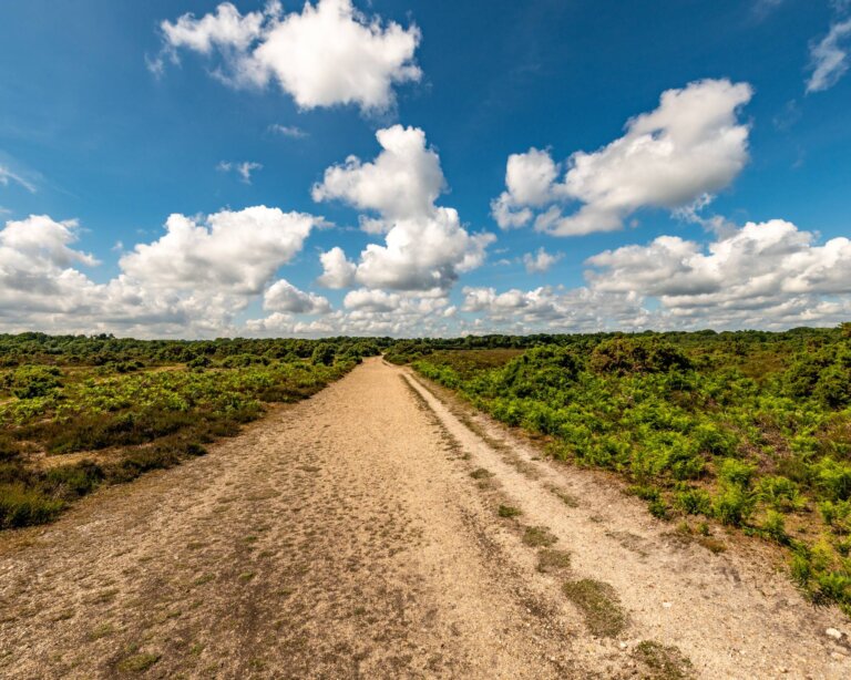 Open dirt road in the New Forest national park